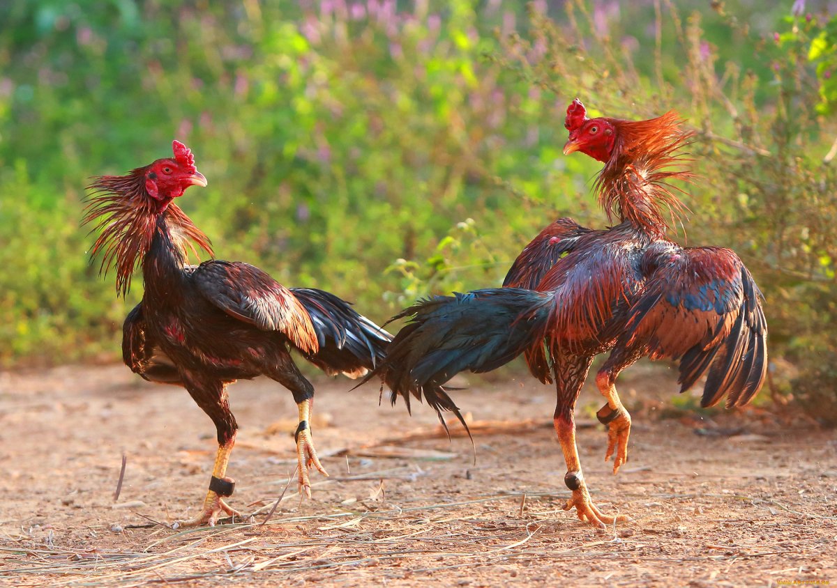 Карликовые Бойцовский петухи