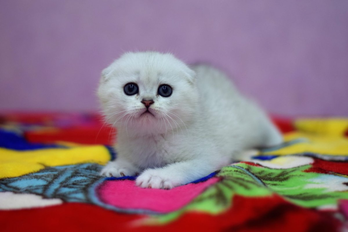 Шотландская вислоухая кошка шиншилла