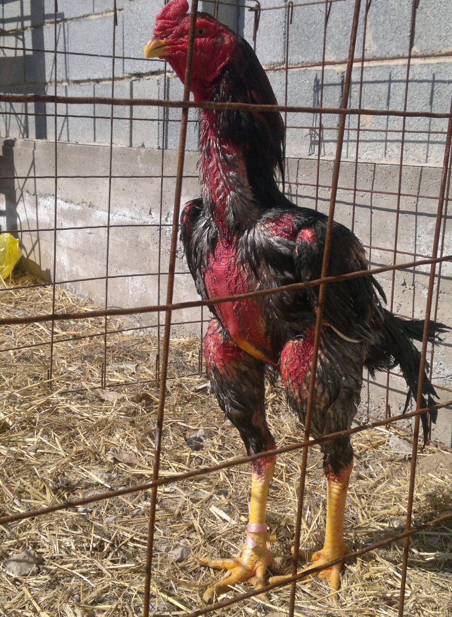Общипанный петух