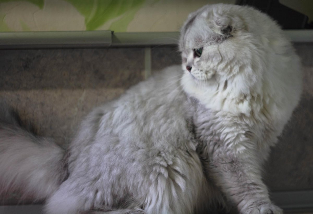 Хайленд фолд шиншилла