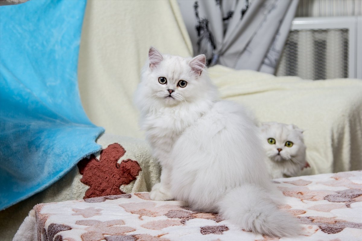 Британская прямоухая Золотая шиншилла