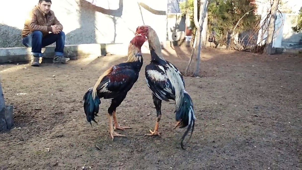 Красивый петух