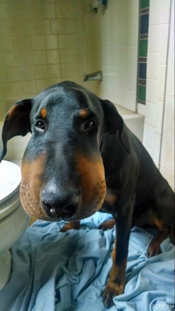 Dawg такса