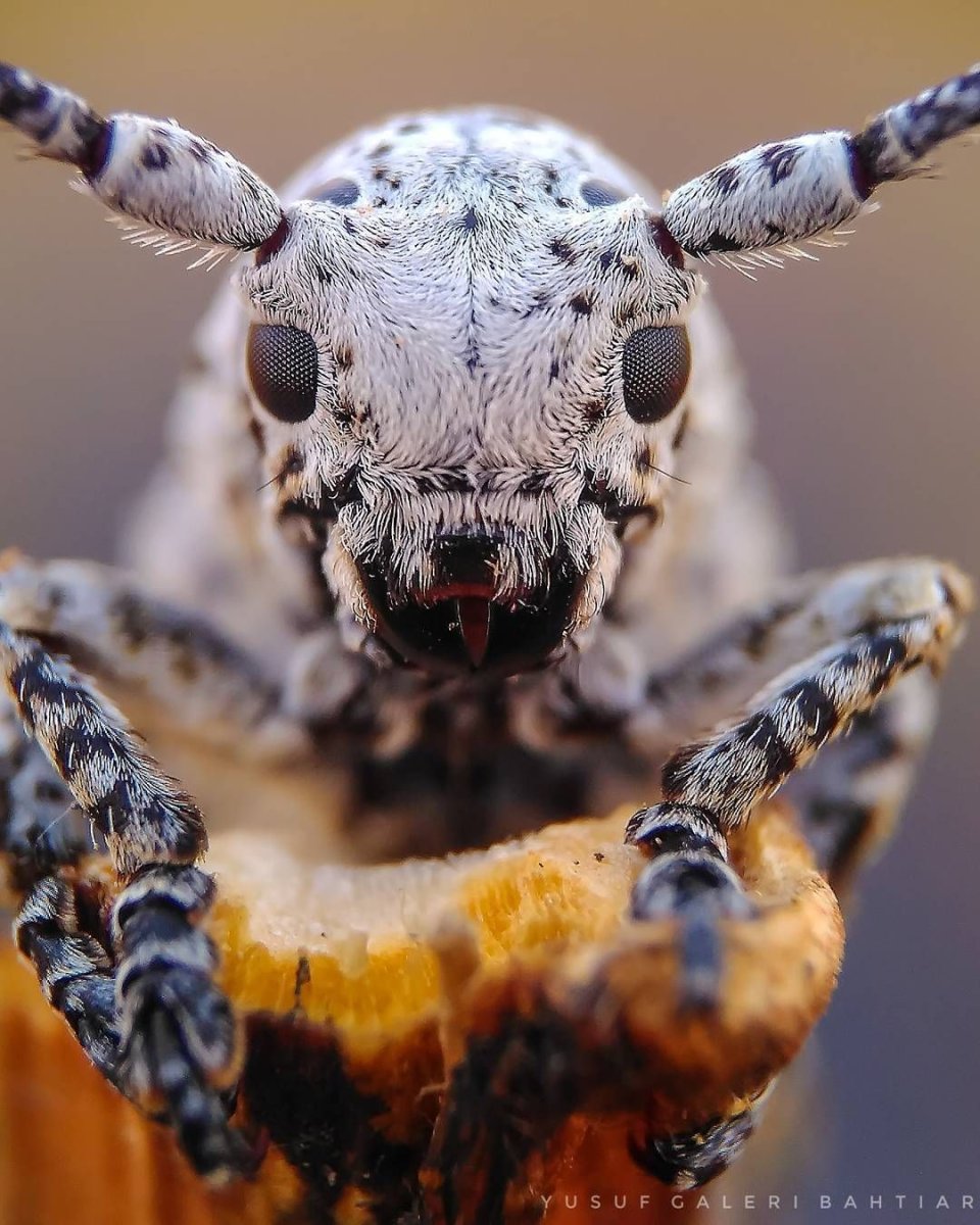 Всех на свете редких насекомых