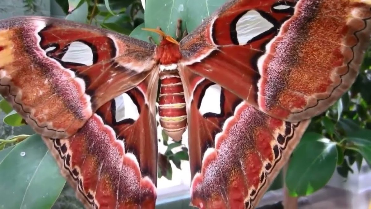 Бабочка Sosxetra grata