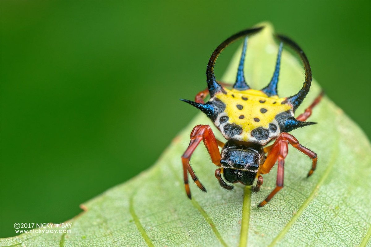 ШИПАСТЫЙ паук-кругопряд