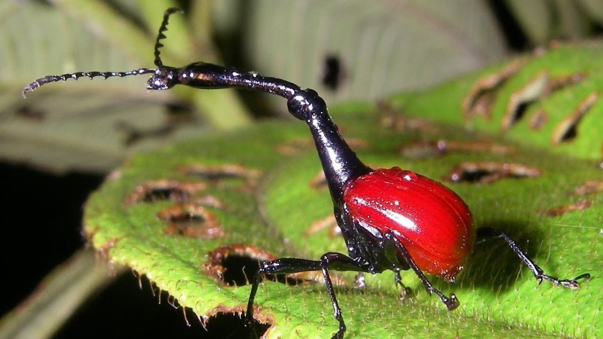 Жук трубковерт Жираф