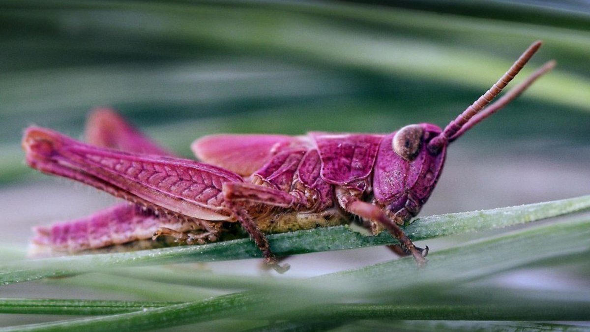 Радужный кузнечик Dactylotum bicolor