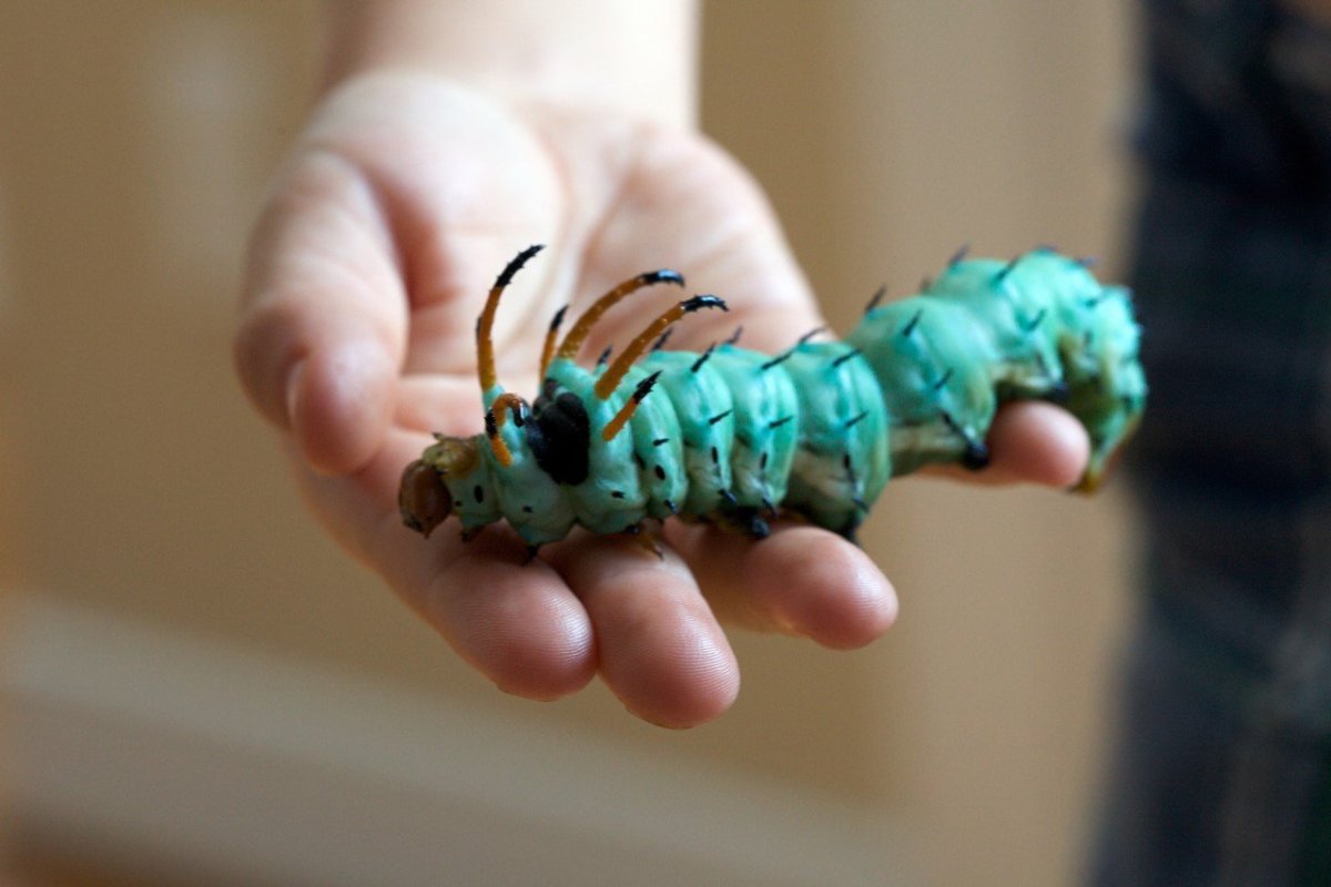 Рогатый дьявол Гикори