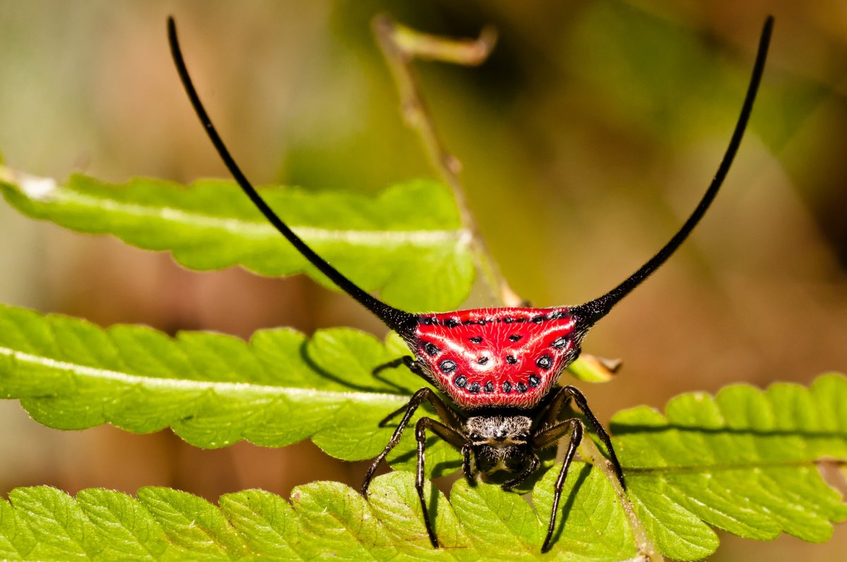 Macracantha arcuata паук