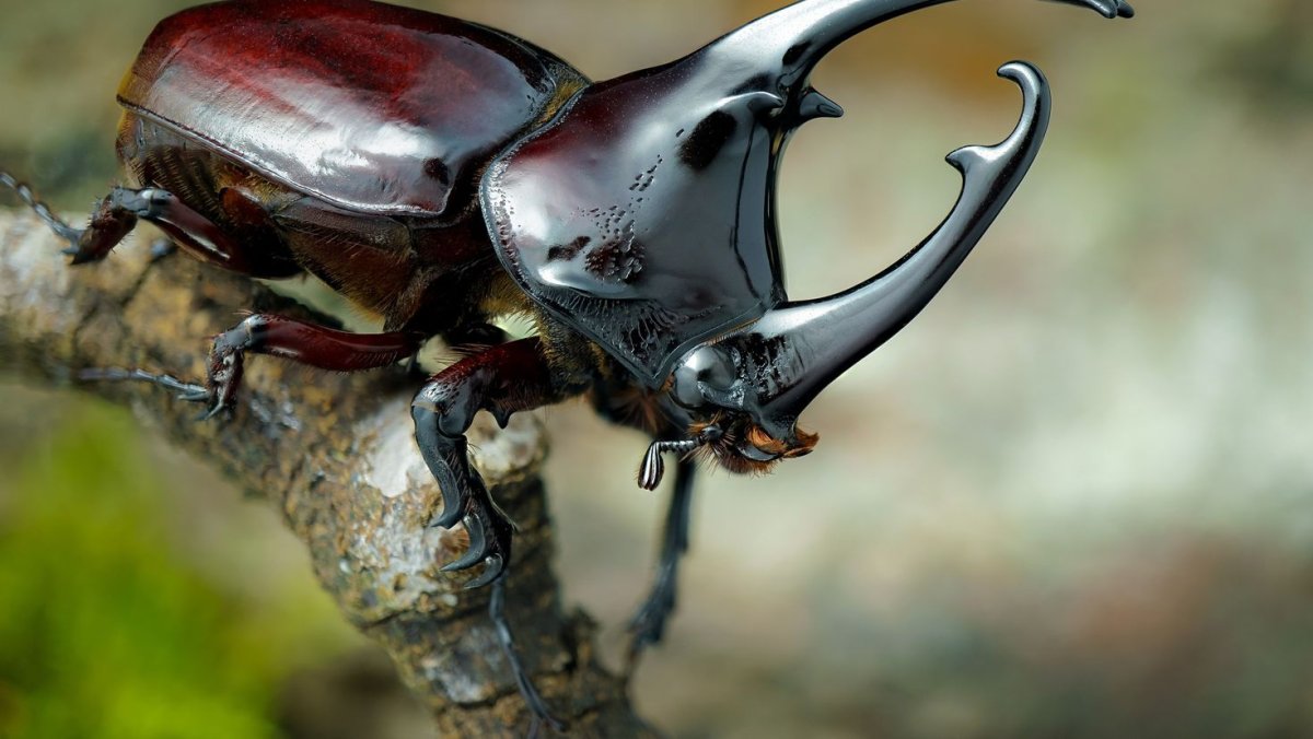 Жук носорог