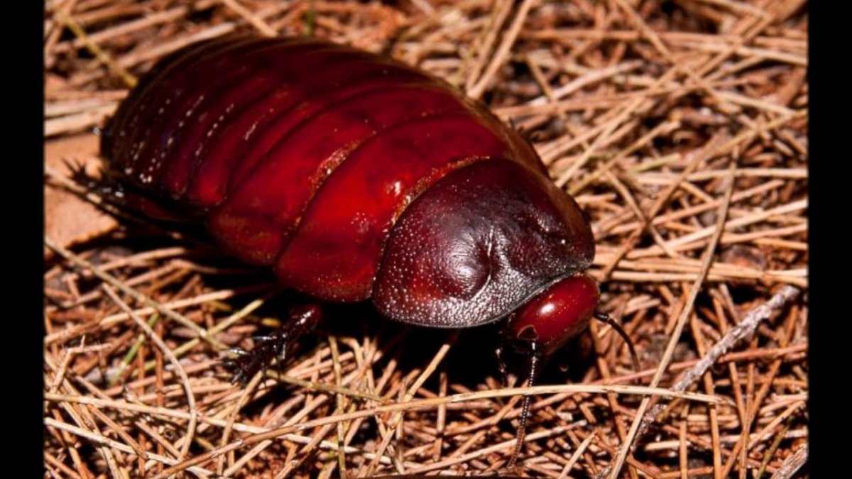 Гигантский роющий таракан-носорог