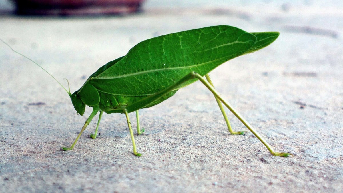 Богомол листовидка