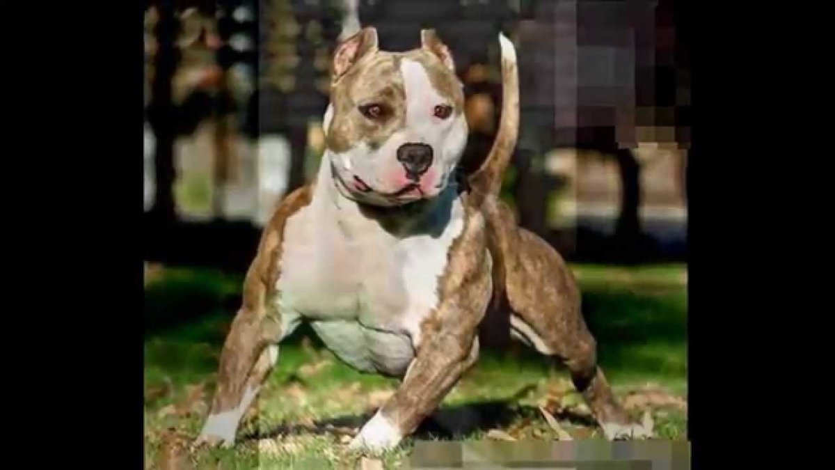 Стаффордширский терьер мышцы