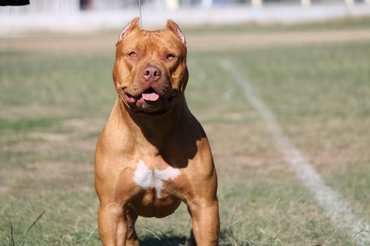 Питбультерьер качок