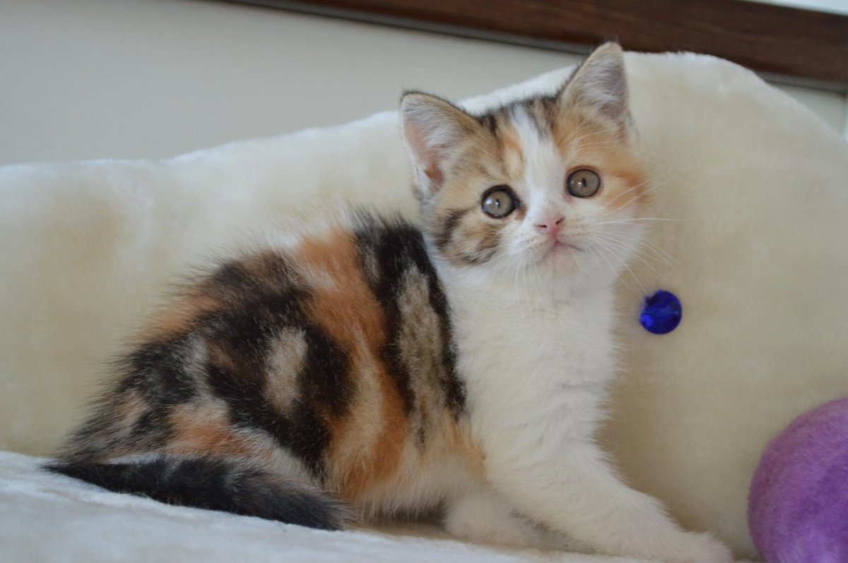 Шотландские прямоухие трехцветные