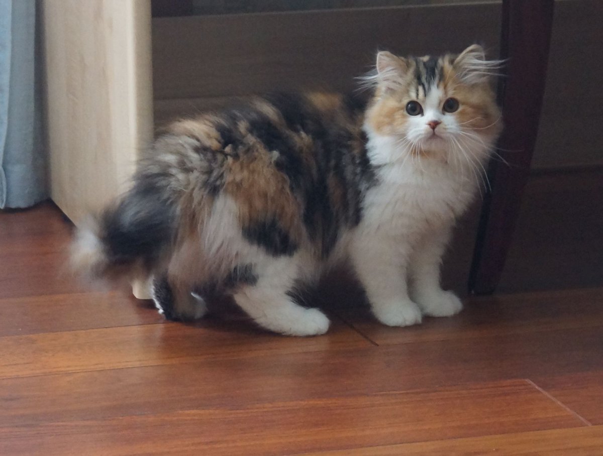 Британская длинношёрстная кошка трехцветная