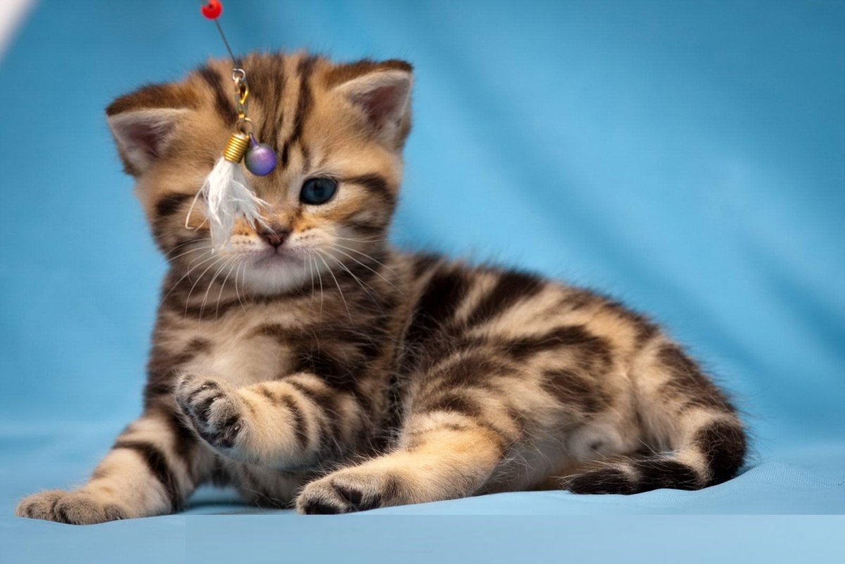 Шотландская кошка прямоухая золотой мрамор