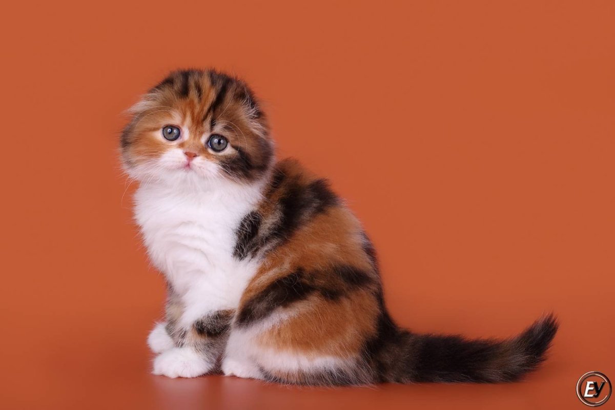 Скоттиш фолд Калико