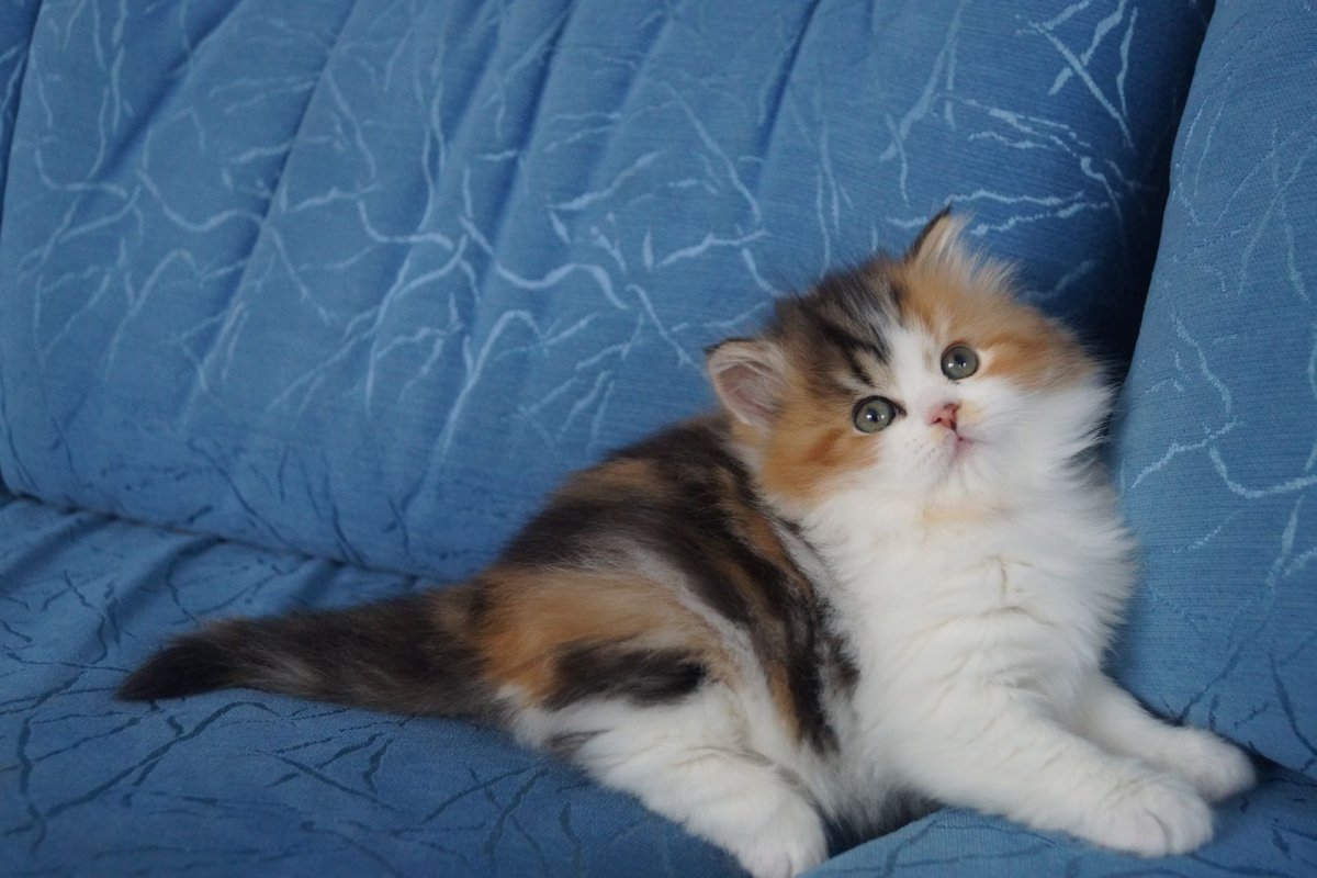 Шотландская хайленд страйт трехцветная