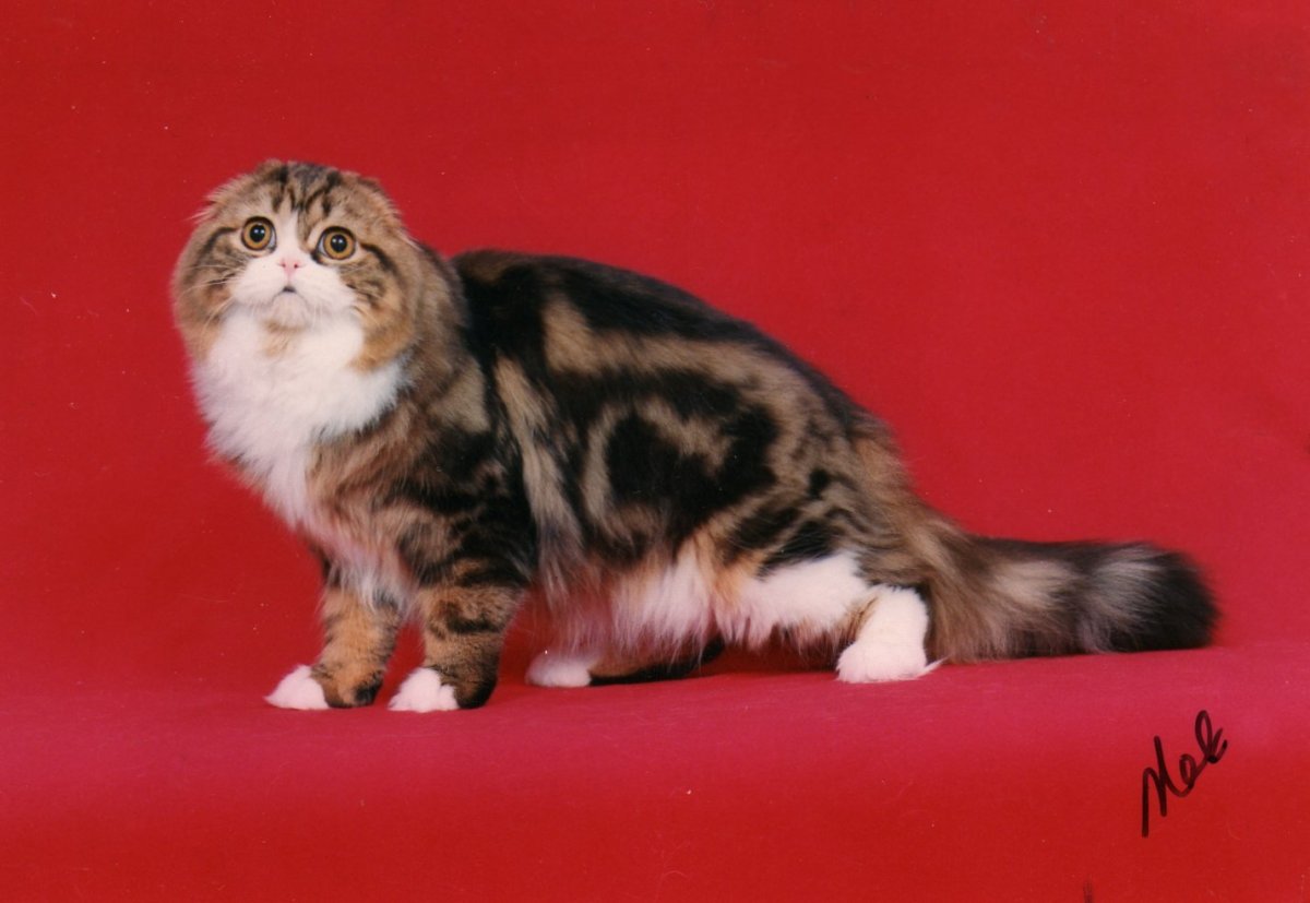 Шотландская вислоухая черный мрамор биколор