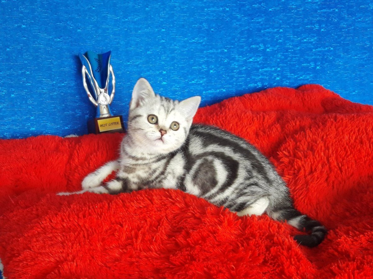 Скоттиш-страйт Шотландская прямоухая