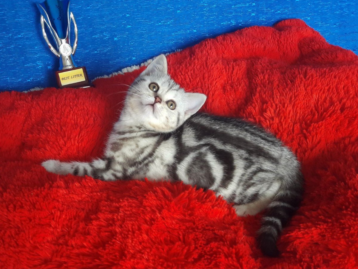 Шотландская кошка прямоухая мраморная