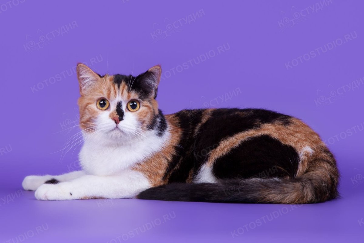 Скоттиш страйт трехцветная кошка