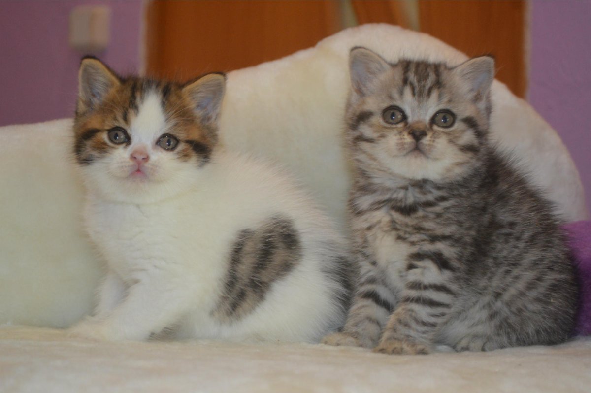 Окрасы скоттиш страйт Арлекин