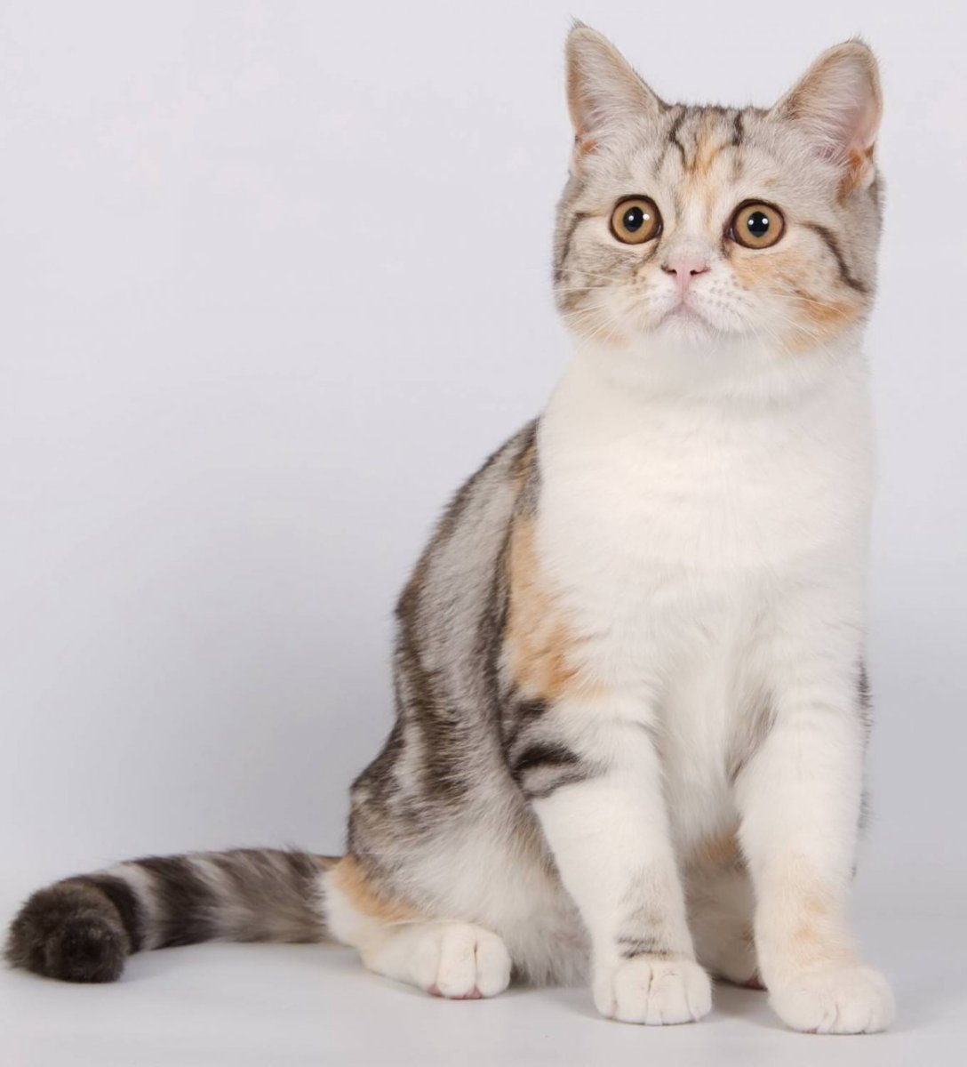 Шотландская кошка прямоухая скоттиш страйт