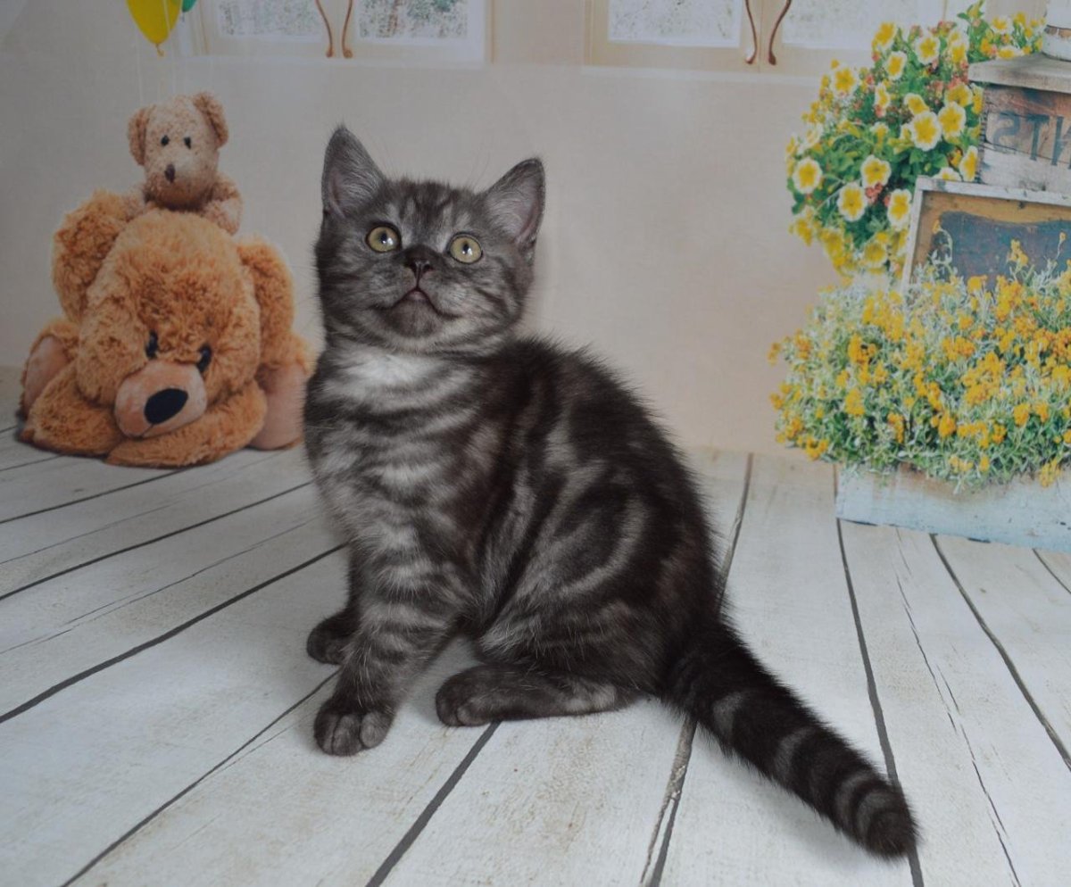 Скоттиш страйт черный котенок