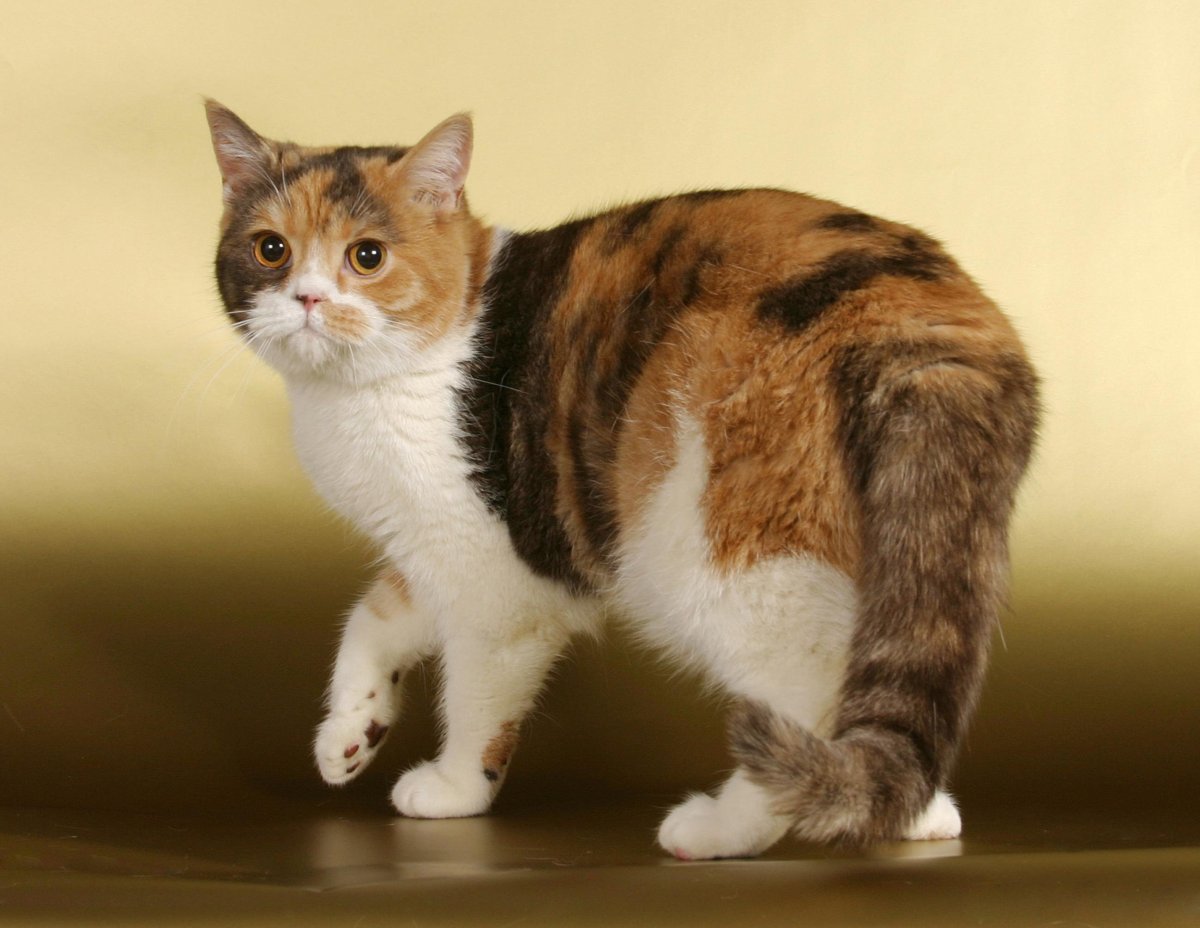 Шотландская кошка прямоухая трехцветная