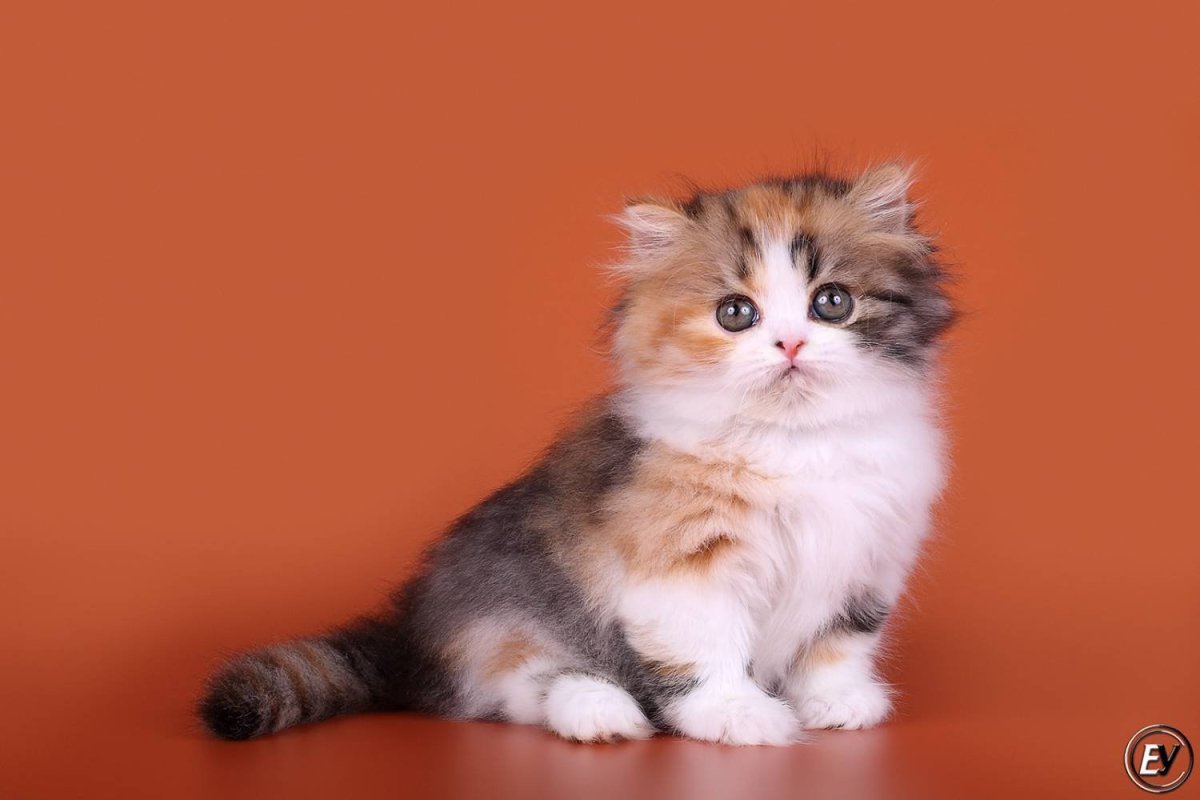 Британская длинношёрстная кошка биколор