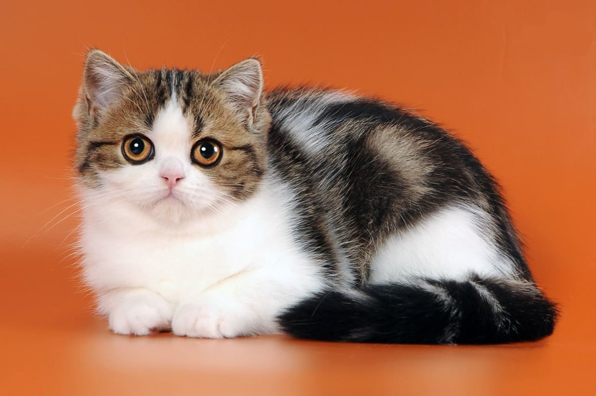 Шотландская биколор тэбби