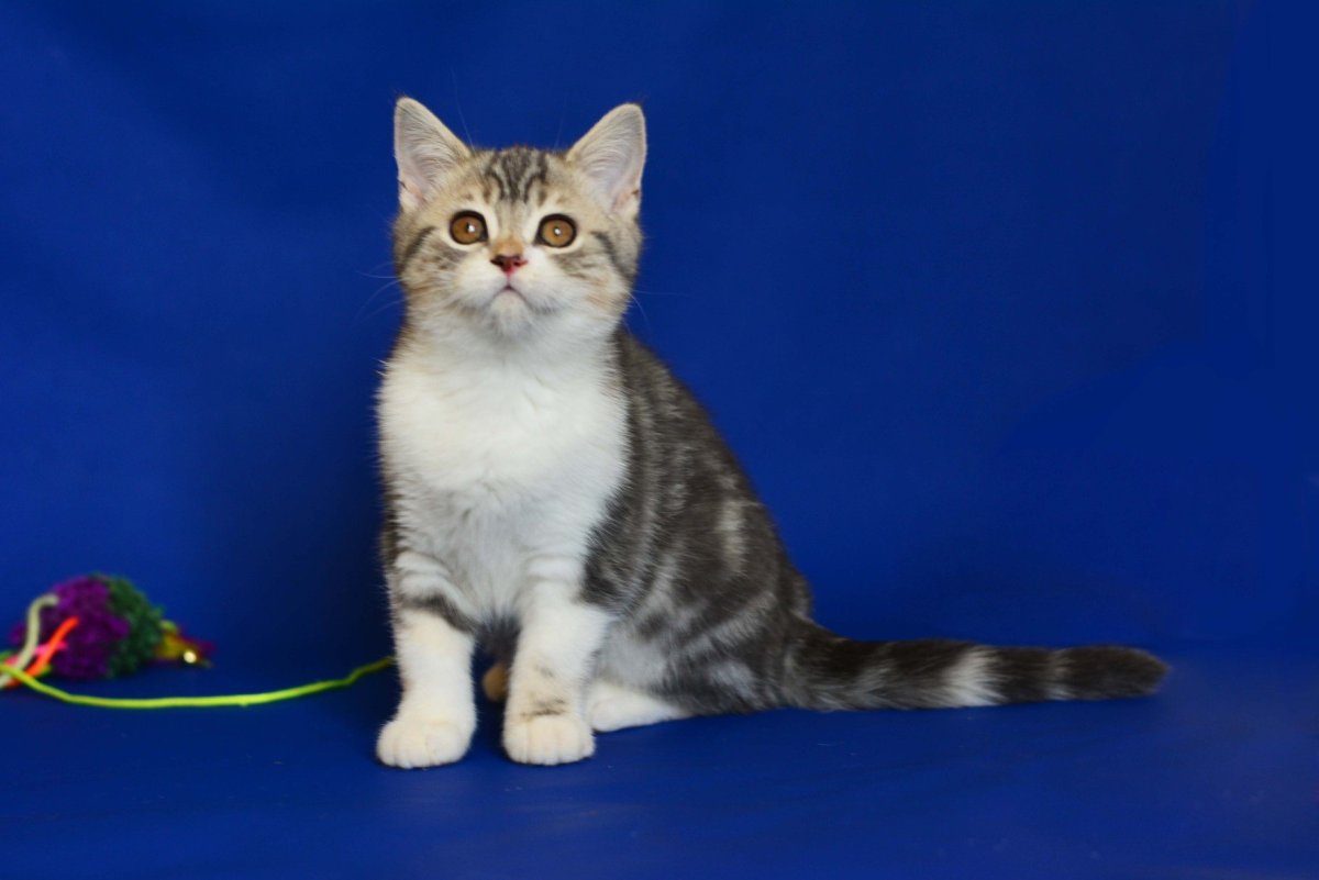 Шотландские котята прямоухие скоттиш страйт