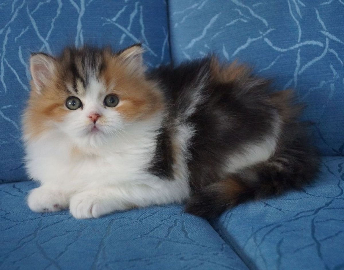 Шотландская хайленд трехцветные