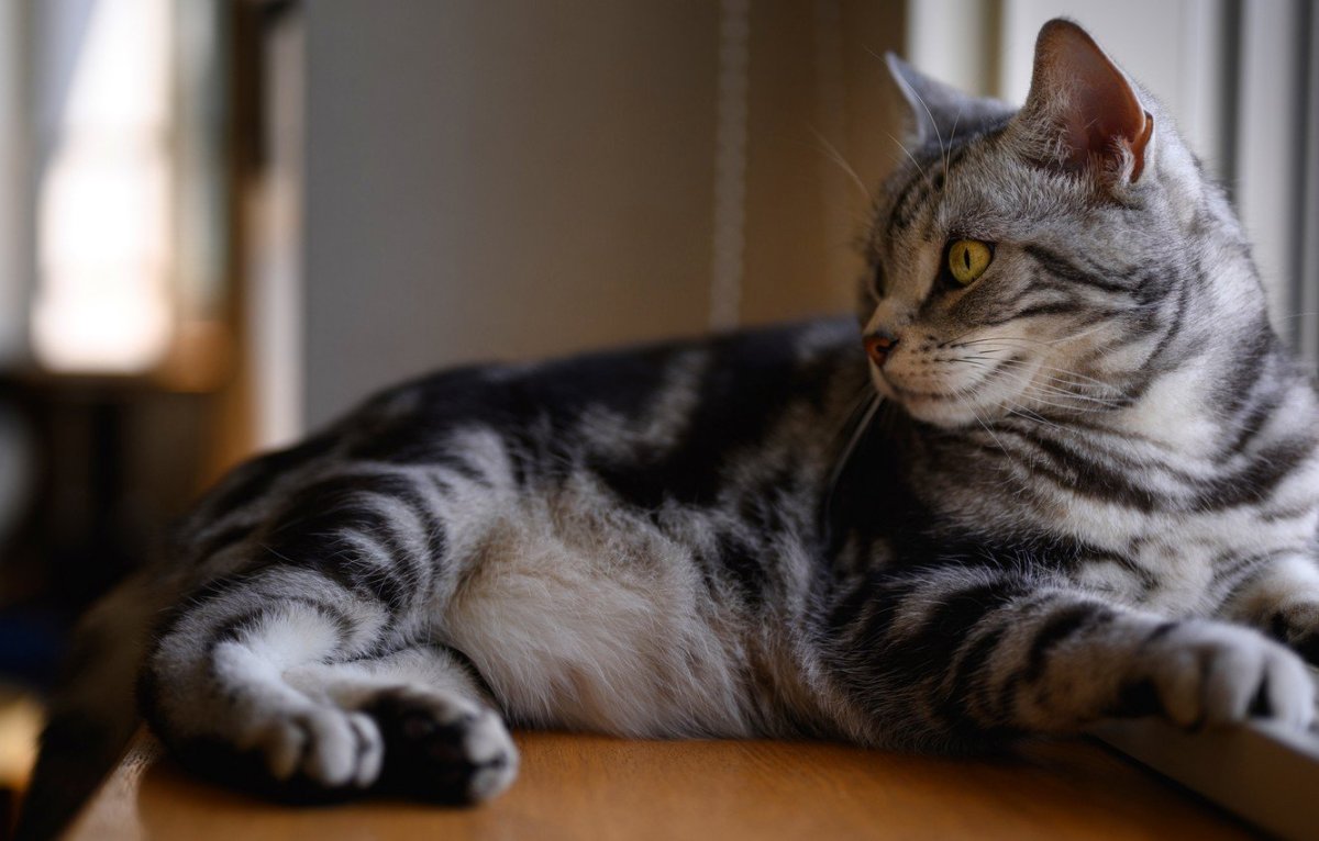 Шотландская кошка прямоухая серая полосатая