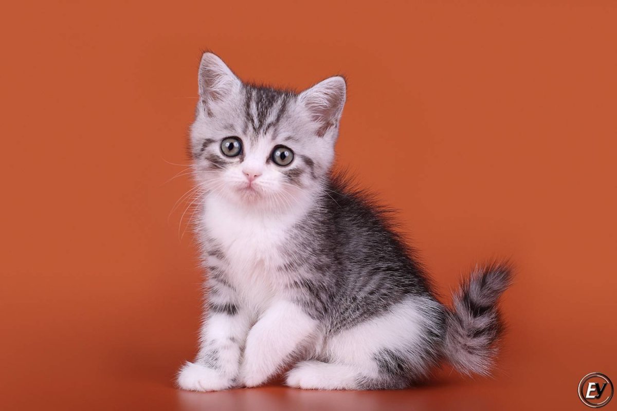 Шотландские прямоухие биколор