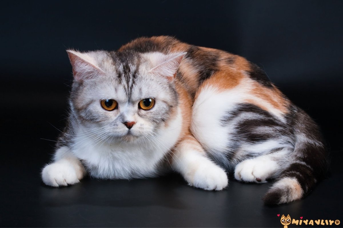 Шотландская кошка прямоухая мраморная черепаховая