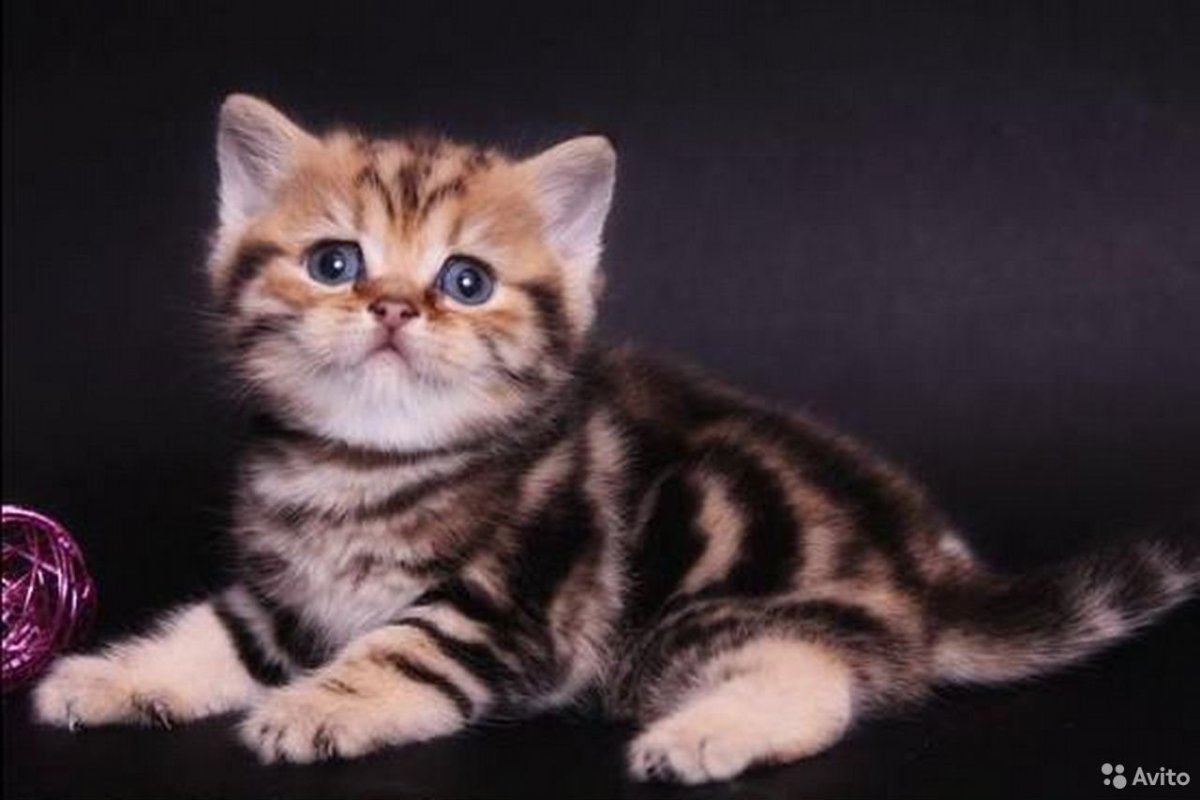 Скоттиш страйт золотой мрамор