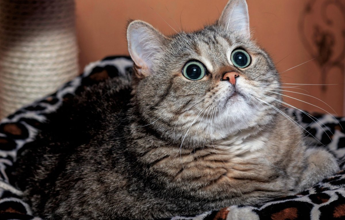 Шотландская прямоухая короткошерстная