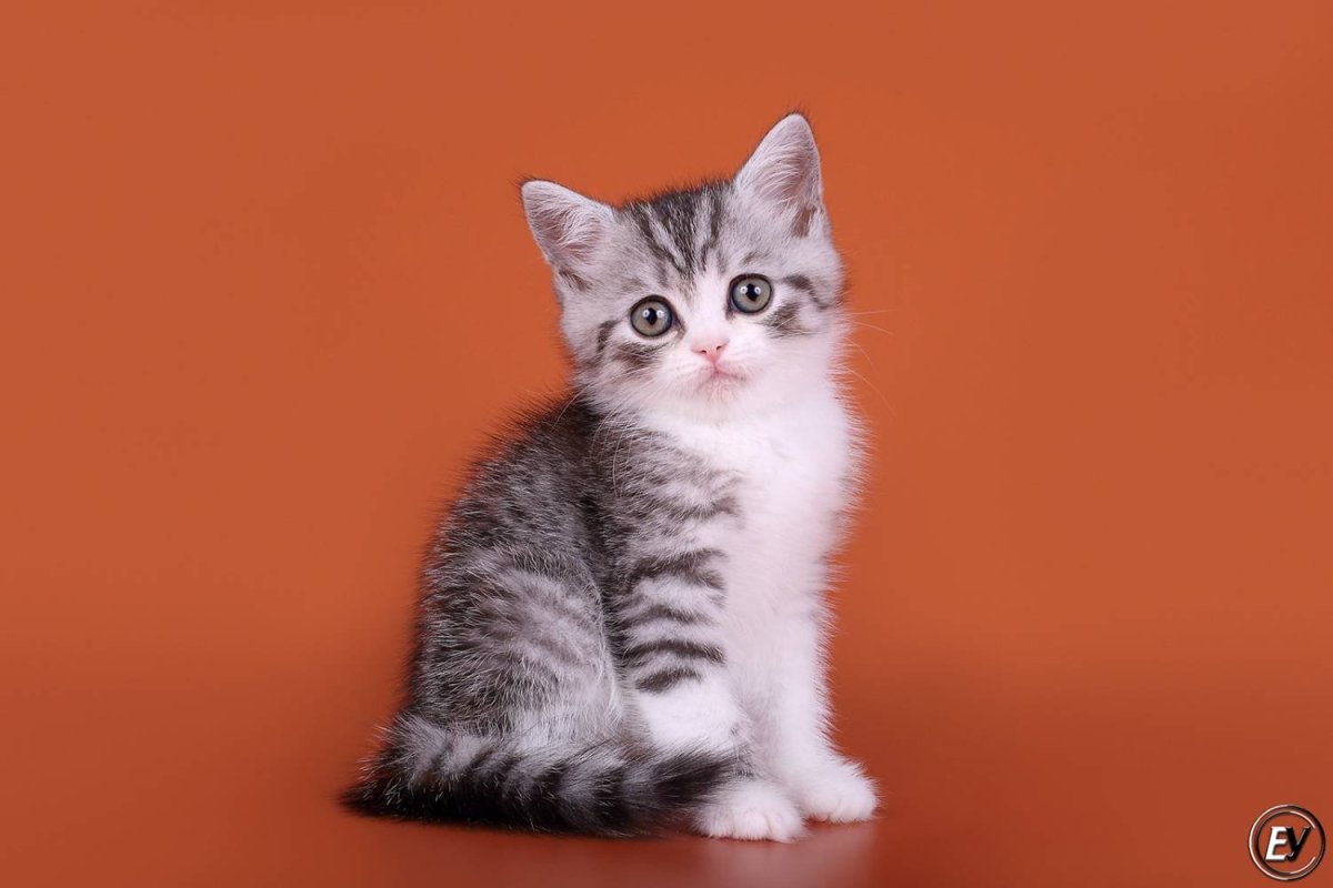 Шотландская прямоухая биколор