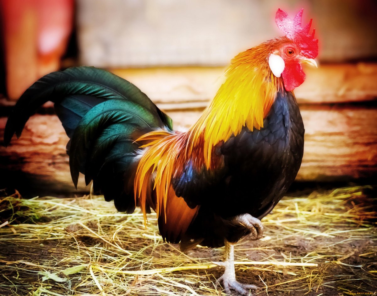 Красивый петушок