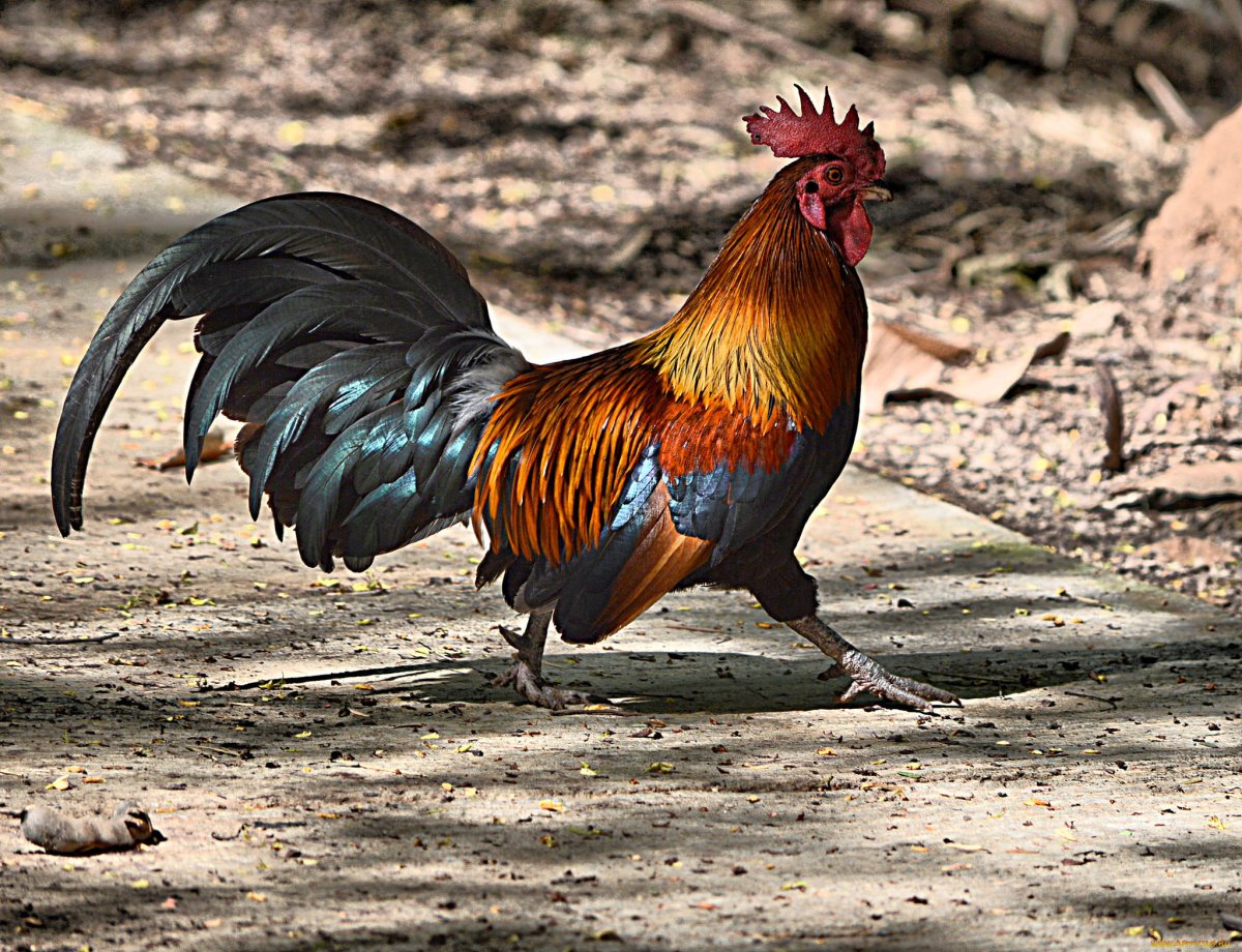 Петушиное крыло