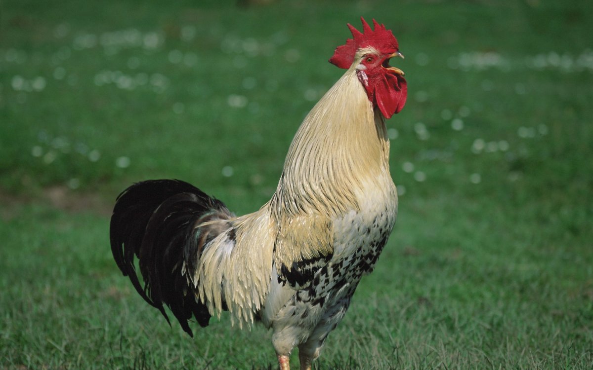 Петух кукарекает