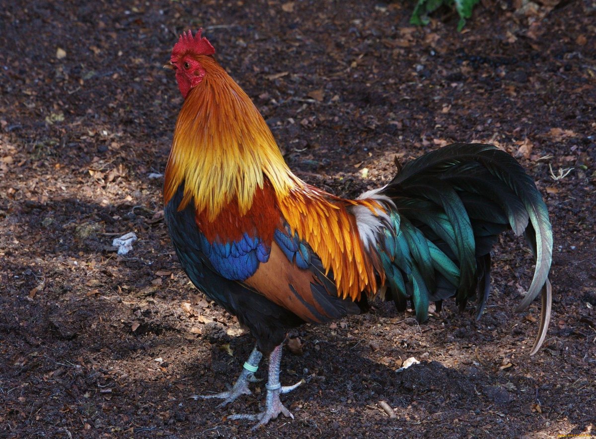 Яркий петух