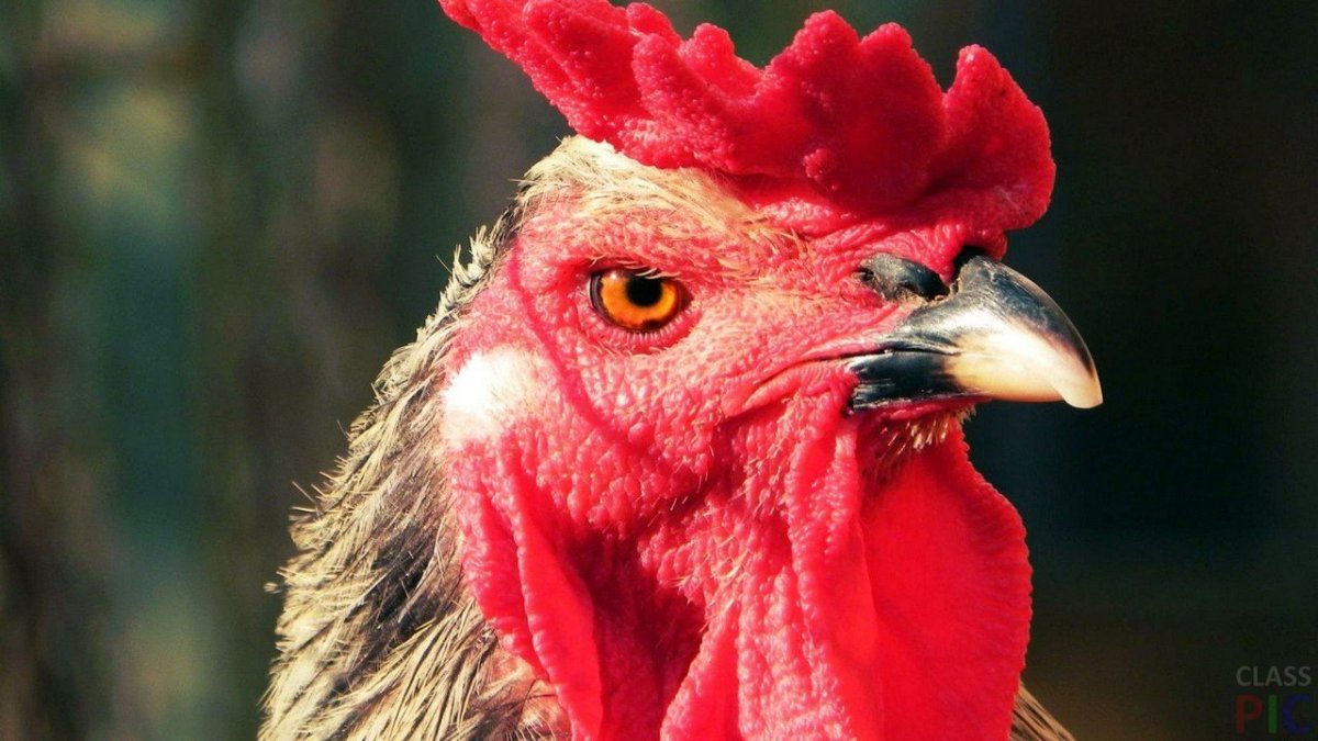 Удивленный петух