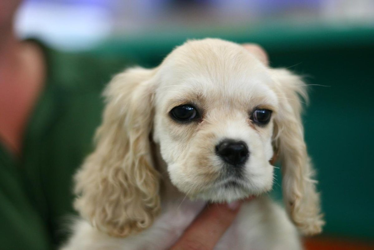 Американский кокер спаниель карликовый