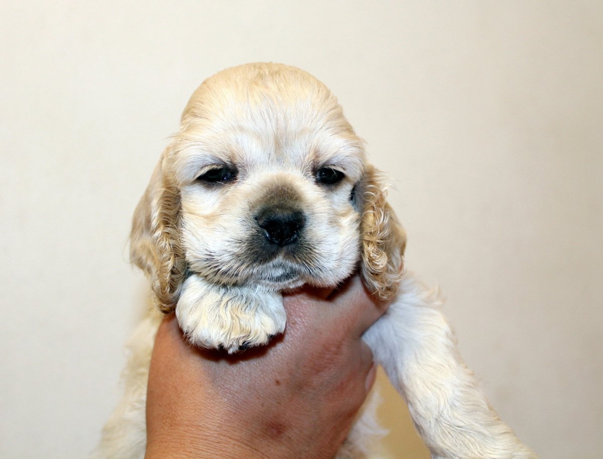 Кокер спаниель палевый