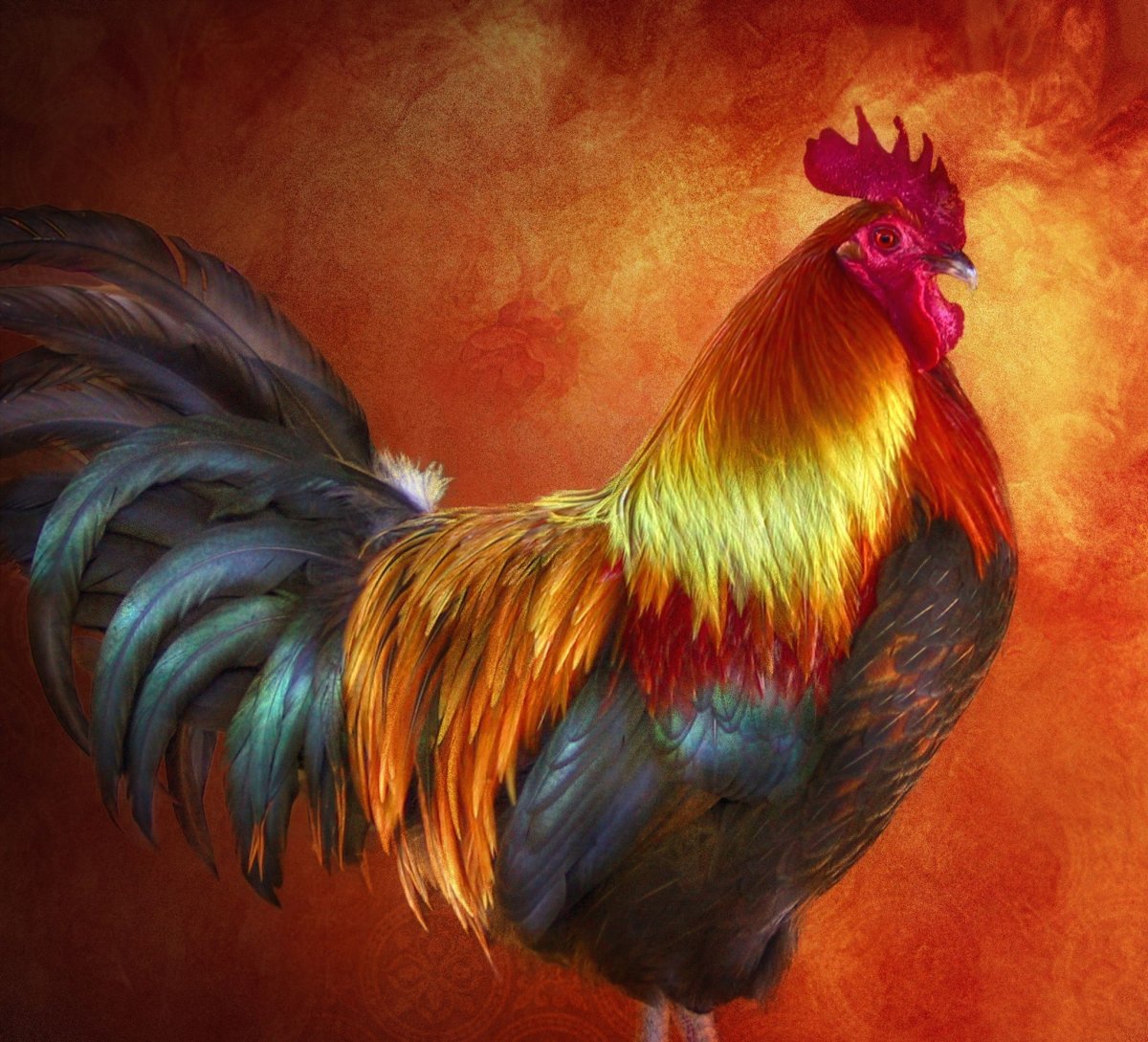 Красочный петух